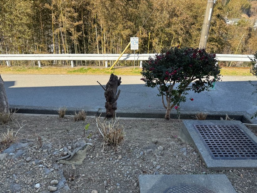 木と斜面と道路